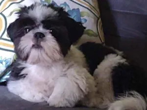 Cachorro raça Shi Tzu idade 7 a 11 meses nome Bento