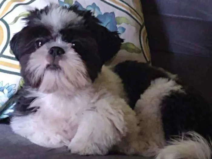 Cachorro ra a Shi Tzu idade 7 a 11 meses nome Bento