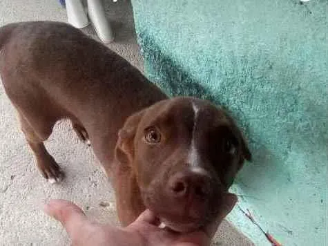 Cachorro ra a LABRADROR COM PITBULL idade 7 a 11 meses nome Thor