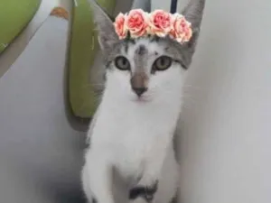 Gato raça SRD-ViraLata idade 2 a 6 meses nome GRISELDA