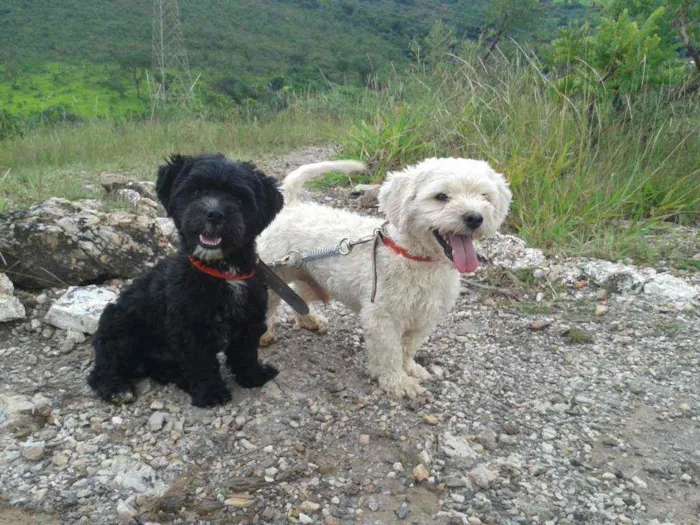 Cachorro raça Poodle e Chitzu idade 3 anos nome Arroz e Feijão