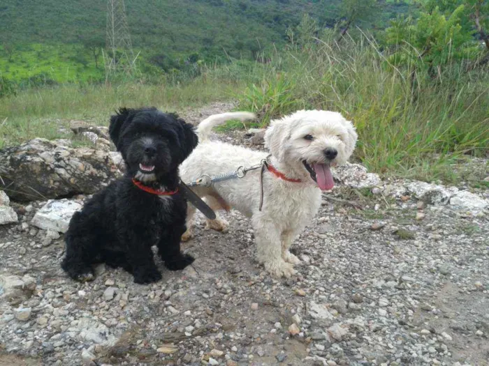 Cachorro raça Poodle e Chitzu idade 3 anos nome Arroz e Feijão