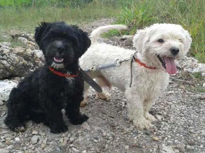 Cachorro raça Poodle e Chitzu idade 3 anos nome Arroz e Feijão