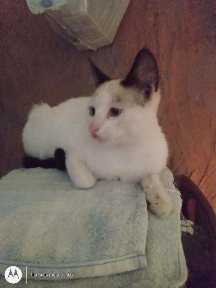 Gato ra a SRD  idade 2 a 6 meses nome Sem nome