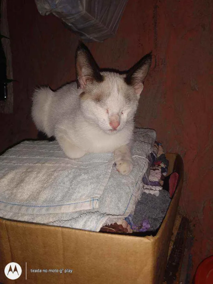 Gato ra a SRD  idade 2 a 6 meses nome Sem nome