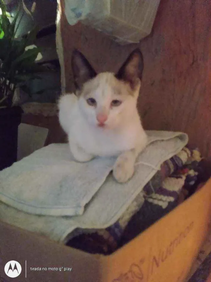 Gato ra a SRD  idade 2 a 6 meses nome Sem nome