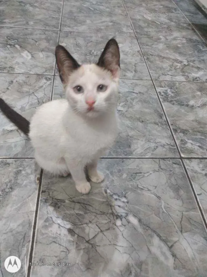 Gato ra a SRD  idade 2 a 6 meses nome Sem nome