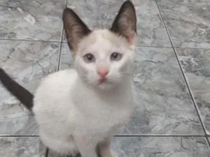 Gato raça SRD  idade 2 a 6 meses nome Sem nome