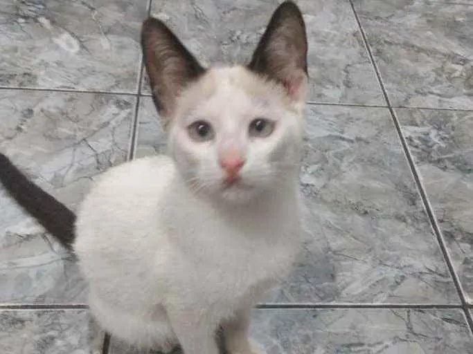 Gato ra a SRD  idade 2 a 6 meses nome Sem nome