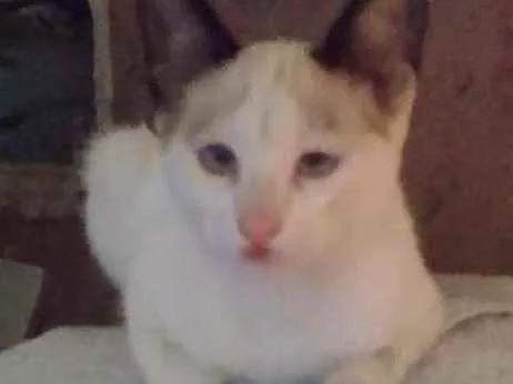 Gato ra a SRD  idade 2 a 6 meses nome Sem nome
