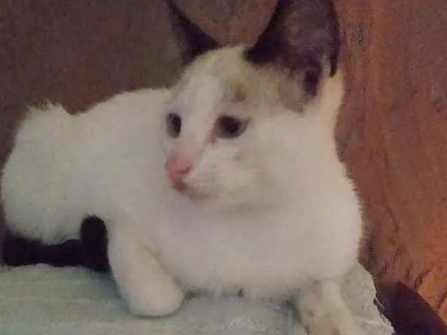 Gato ra a SRD  idade 2 a 6 meses nome Sem nome