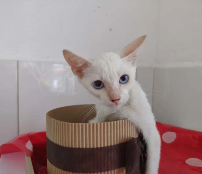 Gato ra a SRD-ViraLata idade 2 a 6 meses nome Nina