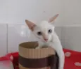 Nina