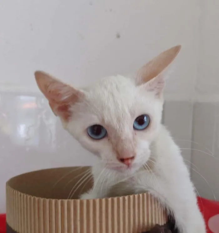 Gato ra a SRD-ViraLata idade 2 a 6 meses nome Nina