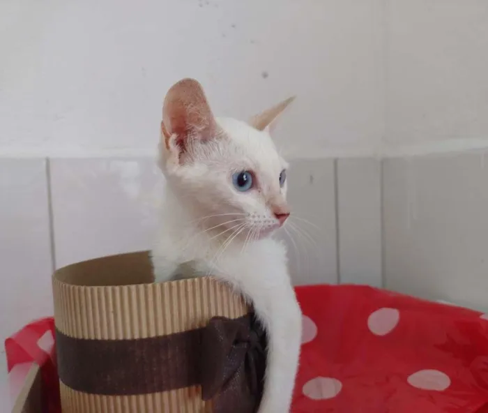 Gato ra a SRD-ViraLata idade 2 a 6 meses nome Nina