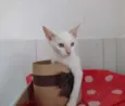 Nina