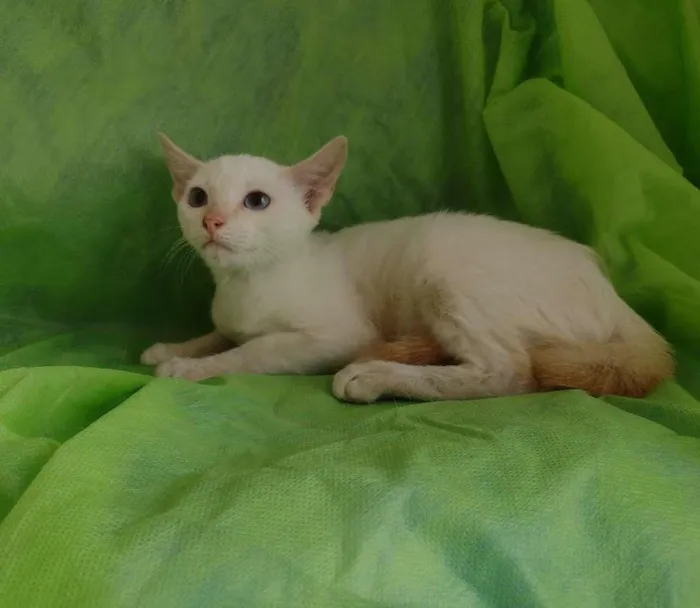 Gato ra a SRD-ViraLata idade 2 a 6 meses nome Nina