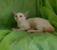 Nina