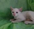 Nina