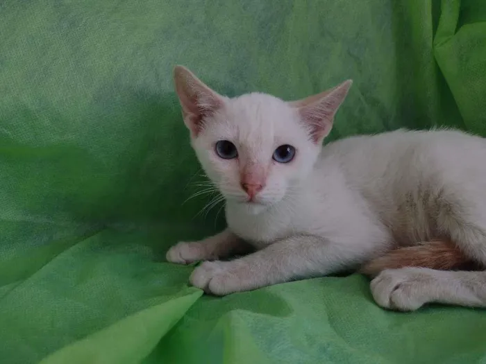 Gato ra a SRD-ViraLata idade 2 a 6 meses nome Nina