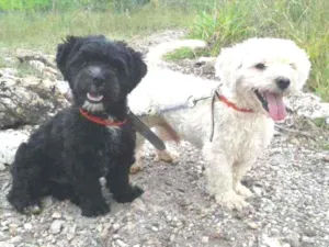 Cachorro raça Poodle e Chitzu idade 3 anos nome Arroz e Feijão
