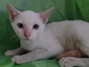 Gato raça SRD-ViraLata idade 2 a 6 meses nome Nina