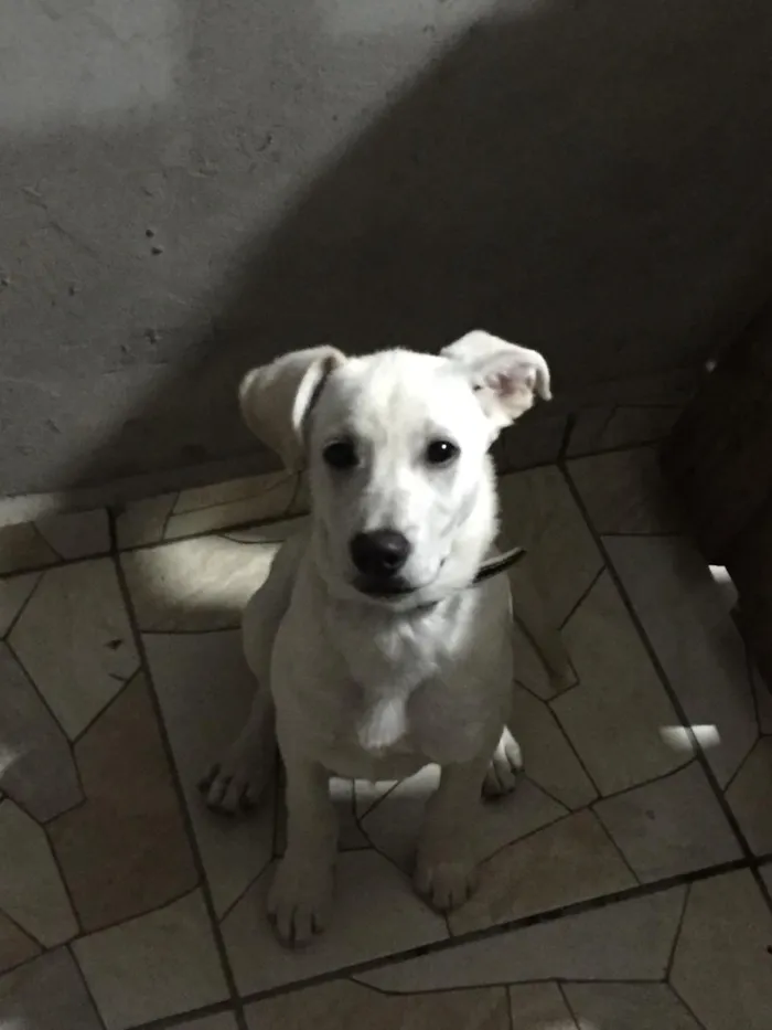 Cachorro raça vira -lata idade 7 a 11 meses nome Woody