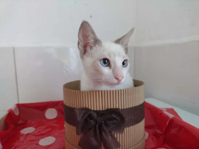 Gato raça SRD-ViraLata idade 2 a 6 meses nome Nanda