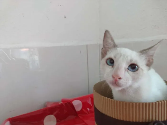 Gato raça SRD-ViraLata idade 2 a 6 meses nome Nanda