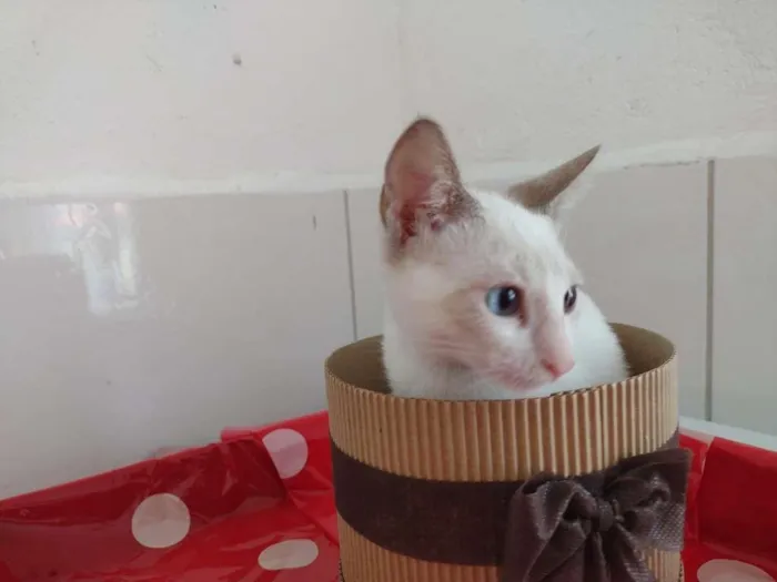 Gato raça SRD-ViraLata idade 2 a 6 meses nome Nanda