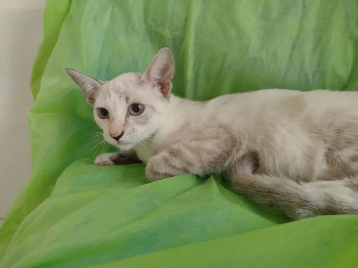 Gato raça SRD-ViraLata idade 2 a 6 meses nome Nanda