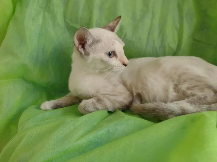 Gato raça SRD-ViraLata idade 2 a 6 meses nome Nanda