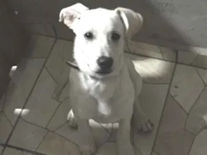 Cachorro raça vira -lata idade 7 a 11 meses nome Woody