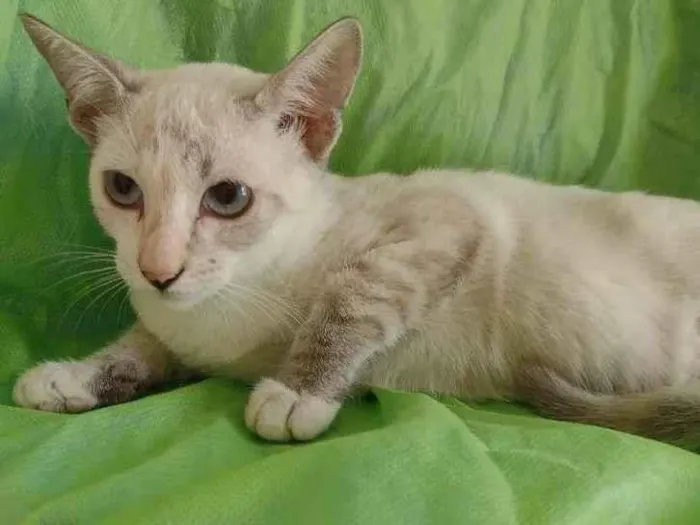 Gato raça SRD-ViraLata idade 2 a 6 meses nome Nanda