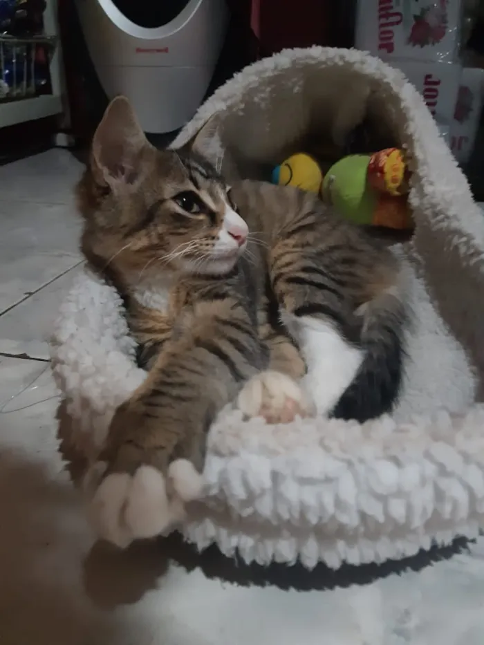 Gato raça SRD idade 2 a 6 meses nome Dexter 