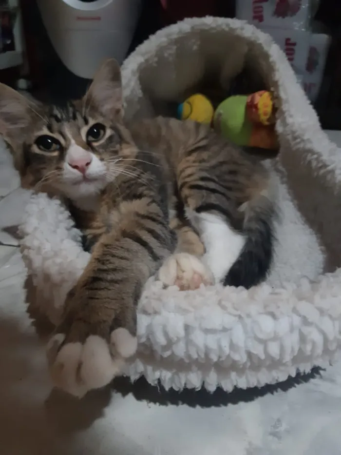 Gato raça SRD idade 2 a 6 meses nome Dexter 