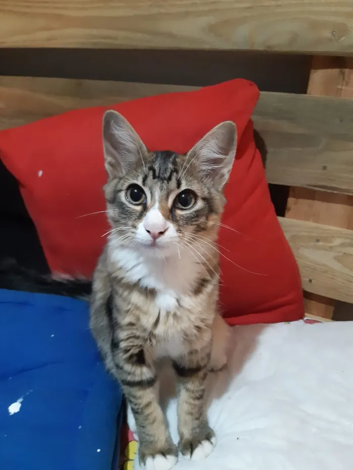 Gato raça SRD idade 2 a 6 meses nome Dexter 