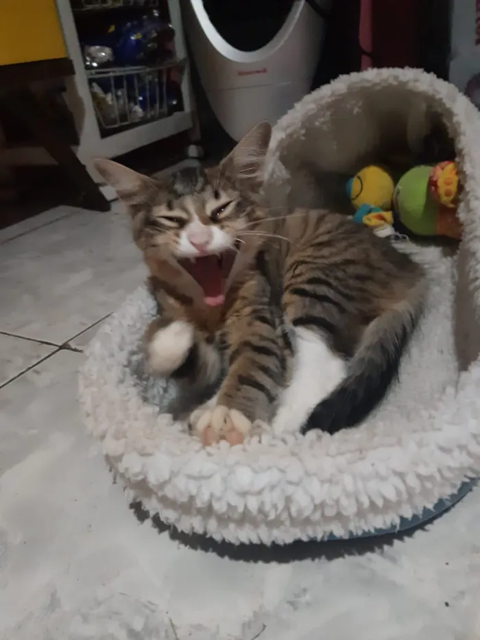 Gato raça SRD idade 2 a 6 meses nome Dexter 