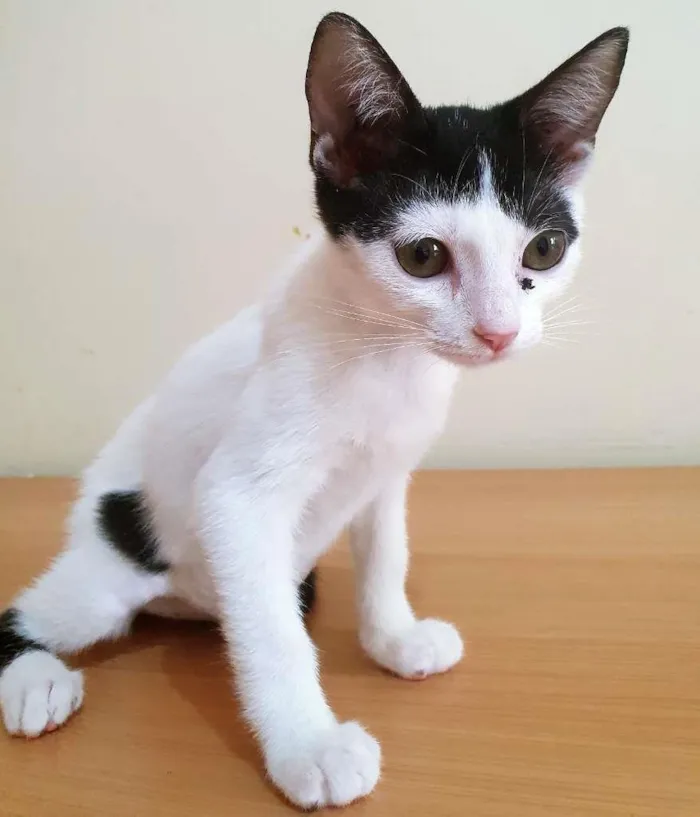 Gato raça SRD-ViraLata idade 2 a 6 meses nome LUCIA KITTY