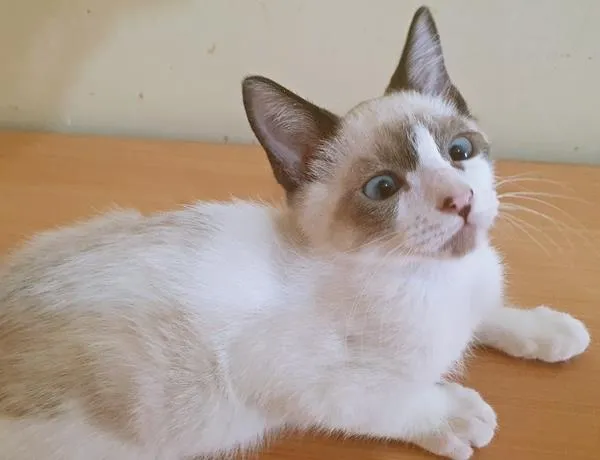 Gato raça SRD-ViraLata idade 2 a 6 meses nome MARCELINO MIX