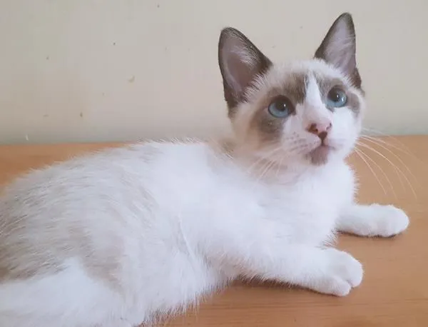 Gato raça SRD-ViraLata idade 2 a 6 meses nome MARCELINO MIX