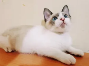 Gato raça SRD-ViraLata idade 2 a 6 meses nome MARCELINO MIX
