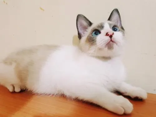 Gato raça SRD-ViraLata idade 2 a 6 meses nome MARCELINO MIX