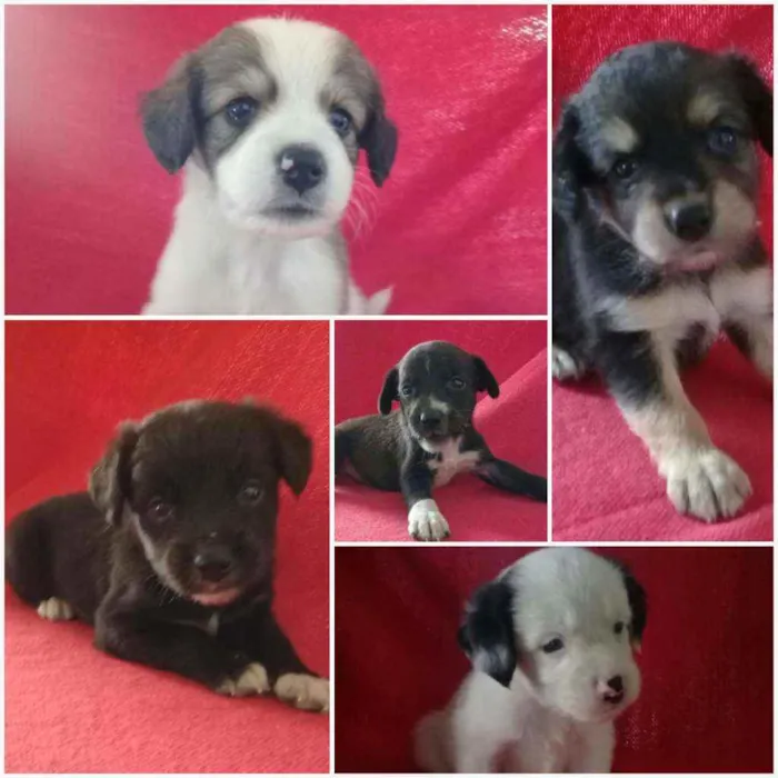 Cachorro ra a Vira-lata idade Abaixo de 2 meses nome Pretinha, Petrita 