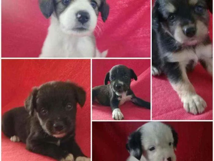 Cachorro ra a Vira-lata idade Abaixo de 2 meses nome Pretinha, Petrita 