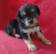 Pretinha, Petrita 