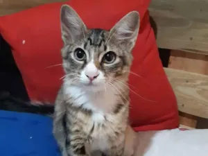 Gato raça SRD idade 2 a 6 meses nome Dexter 