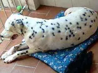 Cachorro raça Dalmata idade 6 ou mais anos nome Nick