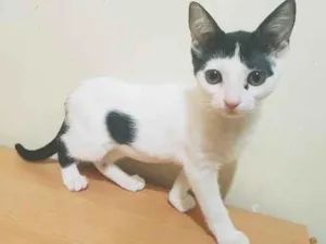 Gato raça SRD-ViraLata idade 2 a 6 meses nome LUCIA KITTY