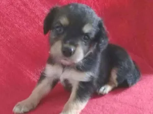 Cachorro raça Vira-lata idade Abaixo de 2 meses nome Pretinha, Petrita 